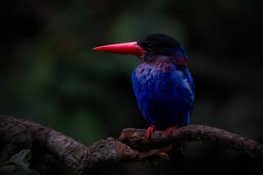 Javan Kingfisher (Halcyon siyanoventris),