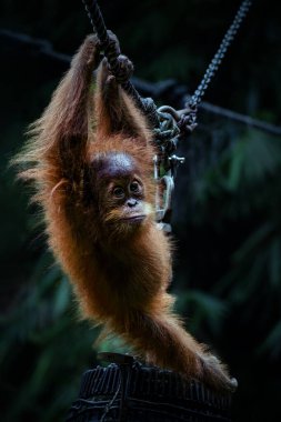 Bebek Sumatra Orangutan 'ın Portresi