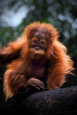 Bebek Sumatra Orangutan 'ın Portresi