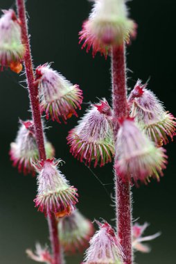 Tarımın makrofotoğrafçılığı (Agrimonia Eupatoria)