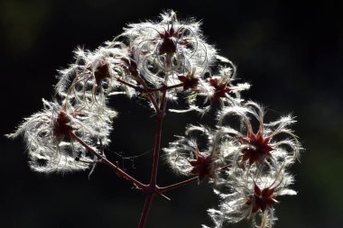 Feathery fruits of old man's beard (Clematis vitalba) clipart