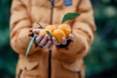 Turuncu kışlık ceketli Mandarinler.