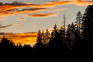 Canlı turuncu günbatımı gökyüzüne karşı siluetli çam ağaçları