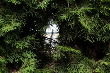 Yoğun yeşil kepeğin çerçevelediği uzak bir manzaraya kısa bir bakış.