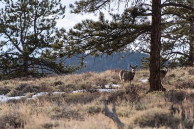 Çimenli bir ormanda çam ağaçlarının altında duran iki geyik.