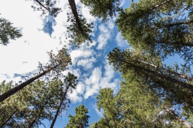 Parlak mavi gökyüzüne karşı yüksek yeşil çam ağaçlarının yukarıdan görünüşü