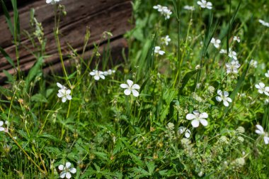Yeşil çimenler ve ahşap arka planda küçük beyaz kır çiçekleri