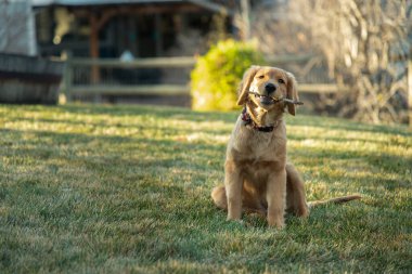 Golden retriever puppy sitting on grass, holding a stick in its clipart