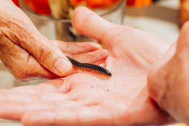 İnsan eli üzerinde sürünen bir kırkayağa yaklaş.