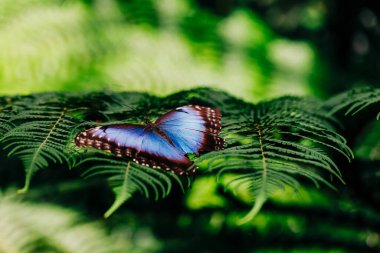 Mavi morpho kelebeğinin eğreltiotu üzerinde güneşlenen makro fotoğrafı