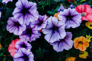 Mor, turuncu ve koyu arkaplanı kırmızı Petunyalar kümesi.