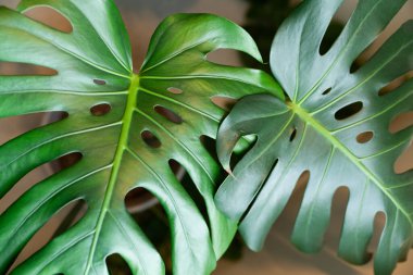 İki Büyük Canavar Yaprakları