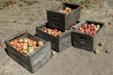 Wooden crates filled with freshly picked apples on dry soil clipart