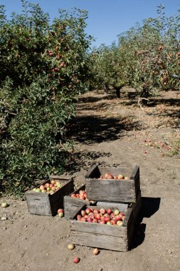 Meyve bahçesindeki elma ağaçlarının altında elmalarla dolu tahta kasalar..