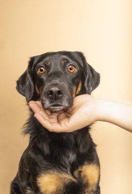 Sahibi tarafından sevilen korkmuş bir köpeğin portresi. Dikey sho