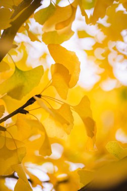 Sonbahar günü ginkgo biloba ağacının parlak sarı yapraklarını kapatın..