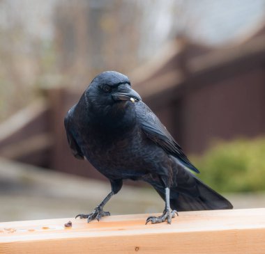 Güvertede tohum yiyen siyah karga corvus kuşuna yaklaş..