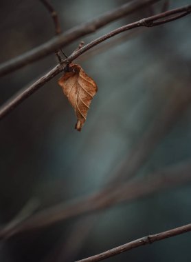 Yalnız, kıvrımlı, kurumuş kahverengi yaprak bir sonbahar günü dalda sallanıyor..