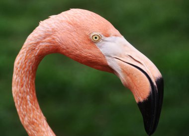 Flamingo Kuşunun Yakın Çekimi