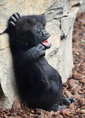 Gülen ifadeli Komik Bebek Goril