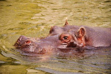 Suda Yüzen Yetişkin Hippopotamus