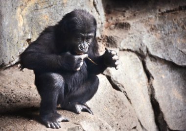 Komik Bebek Goril Bir dalı sigara olarak kullanıyor.