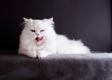 Beyaz kedi yüzünü yalıyor.