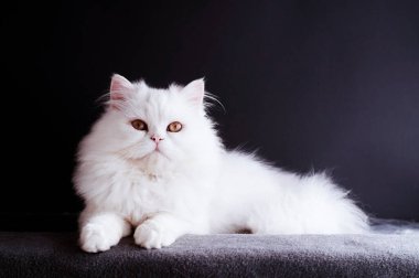 Temiz beyaz tüylü İran karışık kedisi