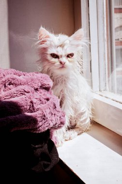 Komik kızgın beyaz ıslak kedi yavrusu.