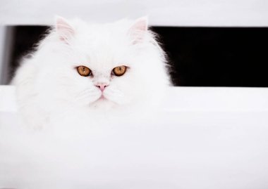 Güzel beyaz tüylü kedi beyaz merdivenlerde