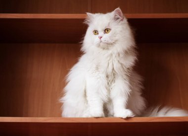 Boş Rafta Yumuşak Beyaz Kedi