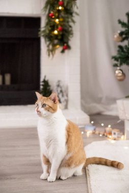 Orange cat sitting in front of a fire place durig Christmas clipart