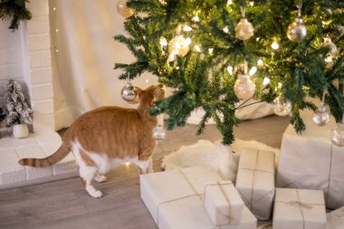 Orange cat looking at the Christmas tree clipart