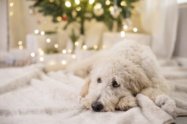 Yavru köpek gözlü köpek Noel ağacının önüne bakıyor.