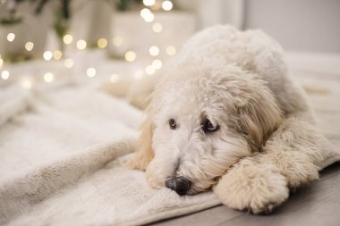 Üzgün köpek, yavru köpek gibi bakıyor yere