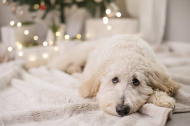 Yavru köpek gözleri Noel ağacının önünde.