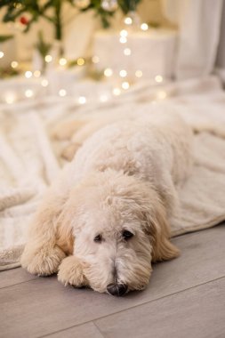 Depresyondaki köpek Noel ağacının önünde yatıyor.