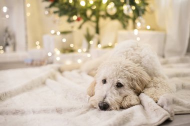 Üzgün görünüşlü köpek Noel ağacının önünde yatıyor.