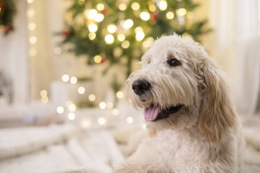 Mutlu köpek gülümsüyor ve noel ağacının önünde uzanıyor.