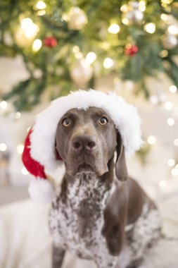 Alman Shorthair işaret köpeği Noel Baba şapkası takıyor.