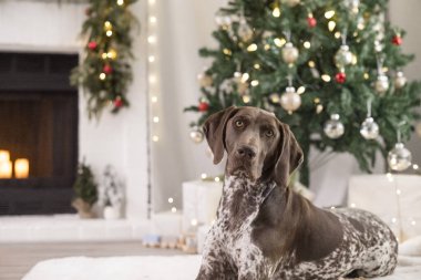 Süslü Noel ağacının önüne uzanmış bir köpek.