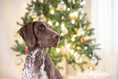 Noel ağacının önündeki köpek bakışlarını kapat.