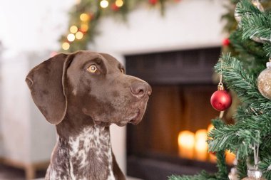 Arka planda şöminesi olan köpek ve süslemeleri kapat