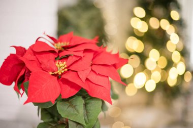 Bulanık Noel ağacının önündeki kırmızı noktalı bitki.