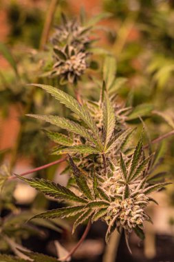 Güney Afrika 'da büyük külçeli güzel kapalı mekan kenevir bitkileri