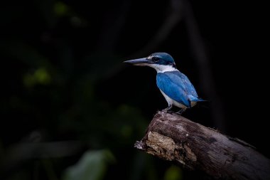 Yakalı balıkçı orta boylu bir balıkçıdır.