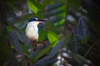 Yakalı balıkçı orta boylu bir balıkçıdır.