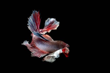 Beta balığı Yarım Ay Dumbo Kulak siyah arkaplanda