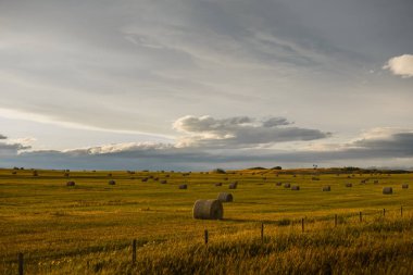 Kanada 'nın Alberta eteklerindeki altın bir arazide saman balyaları