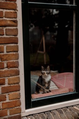 Pencereden dışarı bakan sevimli kedi yavrusu.